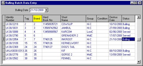 bulling_batch.jpg (36044 bytes)